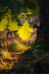 Vertical closeup of a green oak leaf at golden hour