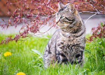 Wild striped street cat on grass