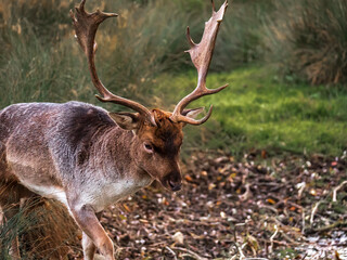 portrait of a magnificent perineal deer in nature