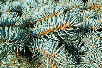 Naklejka na ściany i meble Close-up of fresh blue spruce branches. Composition picea pungens landscaping in japanese garden. Nature botanical evergreen pine coniferous plants concept. Christmas decorative tree for holiday