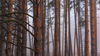 Trunks of pine trees in the fog.