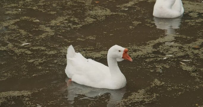 White domestic geese and ducks swim in pond on farm. Natural agriculture, private farmstead and production of eco products. Latin, international name of birds is Anser anser and Anas platyrhynchos