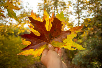 Autumn leaves in the forest.
