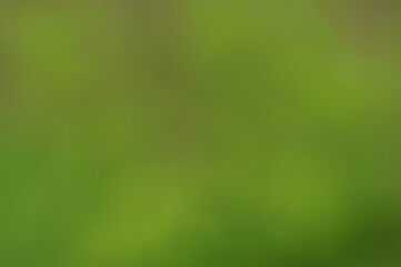 Fototapeta na wymiar Blurry green background. Green leaves of trees.