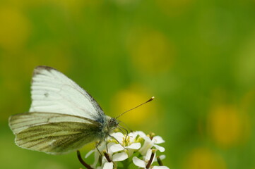 A beautiful butterfly in wildflowers. Insects in nature.