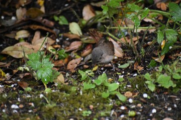 Closeup shot of a moustached turca in the garden