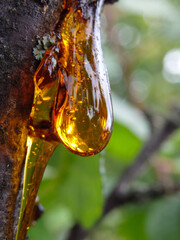 Amber yellow resin drop. Resin on the tree in orchard. orange resin on the bark of a tree,...