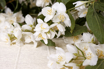 Naklejka na ściany i meble Jasmine blooming white flowers close-up..
