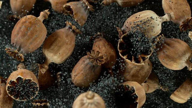 Super slow motion of ripe poppy heads. Dry plant close-up.