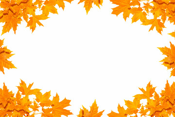 Bright colorful autumn leaves. nature