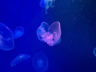 Jellyfish in deep blue water 