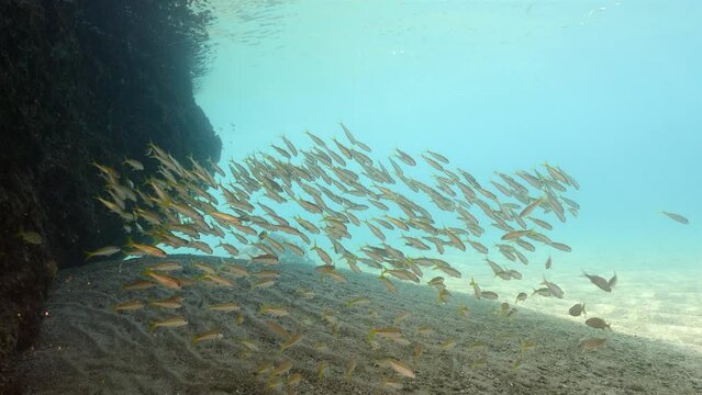 Seascape with School of juvenile Fish in the Caribbean Sea, Curacao