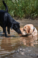 Fawn and black labrador in a muddy puddle in the summer heat