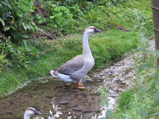 goose on the meadow