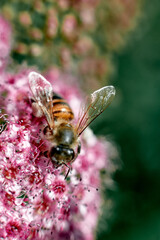 Macro photo of a bee on an ornamental onion flower under sunlight