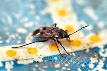 Macro beetle Ruptela Maculata on a blue table
