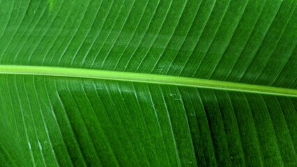 close up of green leaf