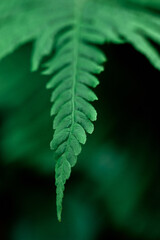 Macro photo of a green fern on a green background