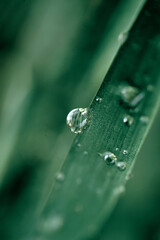 Water drops on a leaf macro photo