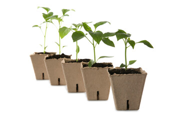 Green pepper seedlings in peat pots isolated on white