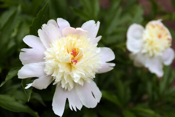 Beautiful blooming white peonies growing in garden, closeup