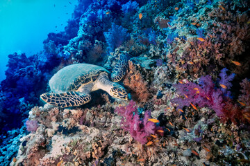 Naklejka na ściany i meble Hawksbill sea turtle, Eretmochelys imbricata, Shark Reef, Ras Mohammed, Sinai, Egypt, Red Sea 