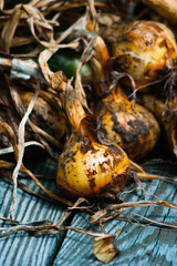 golden onions on a table