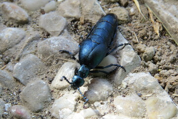 bug on the ground