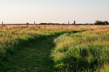 Small narrow footpath in a green field with tall grass. Sky in the background. Rural scene.