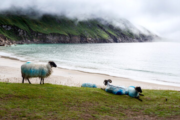 Wool sheep grazing grass. Stunning Keem bay and beach in the background. Popular travel destination...