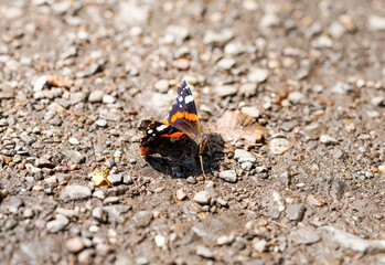 An red admiral sits on stony ground. Butterfly close-up. Vanessa atalanta.