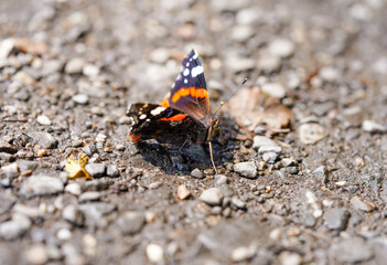 An red admiral sits on stony ground. Butterfly close-up. Vanessa atalanta.