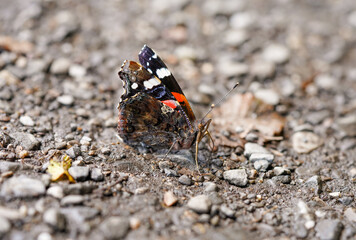 Fototapeta na wymiar An red admiral sits on stony ground. Butterfly close-up. Vanessa atalanta.