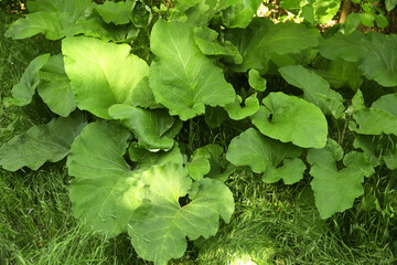 Burdock plant with big green leaves outdoors