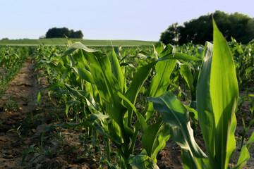 Beautiful agricultural field with green corn plants on sunny day