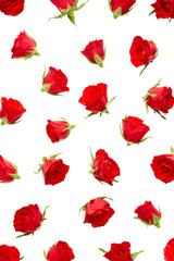 Red roses buds isolated on white background