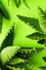 Aloe vera background