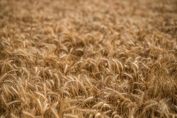 The backdrop of ripening ears of the yellow wheat field.Rich harvest Concept. Wheat field with ears of golden wheat close up. Beautiful Agricultural Field Sunset Landscape.