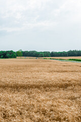 The backdrop of ripening ears of the yellow wheat field.