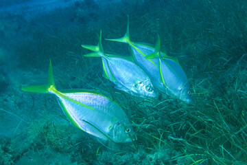 Several silver fish eating in the underwater meadow