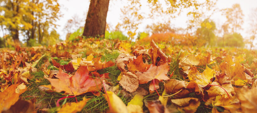 Close-up view of the colourful leaves on the ground in autumnal park.