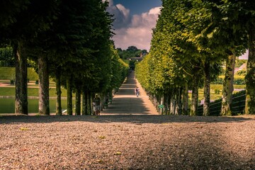 Beautiful shot of a walkway lined with puffy trees