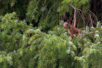 Eichhörnchen