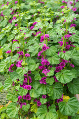 庭に咲くゼニアオイ