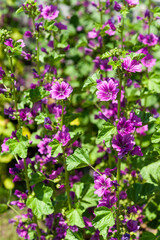 満開ゼニアオイ