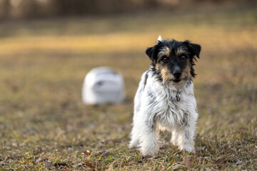 Small handsome attentive  Jack Russell Terrier dog stands outdoor concentrated in front of a food machine