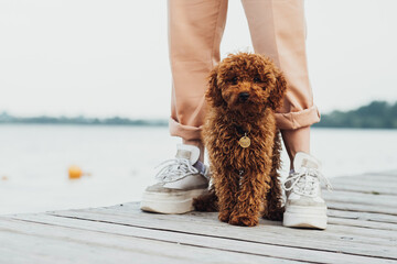 Cute little toy poodle called Metti standing on the pier next to owner's legs