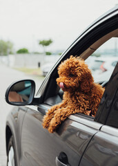 Dog breed toy poodle looking out from the car window, beautiful little redhead puppy sitting inside automobile