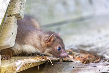 Side view of the head of cute young marten sitting on an old wooden building. Horizontally. 