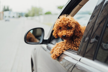 Dog breed toy poodle looking out from the car window, beautiful little redhead puppy sitting inside...